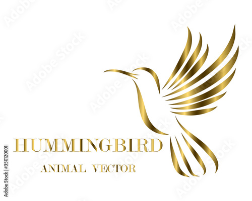Golden line art Vector illustration on a white background of flying hummingbirds. Suitable for making logos