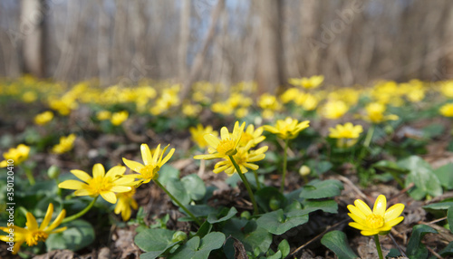 Buttercups (Ficaria verna), known as lesser celandine.