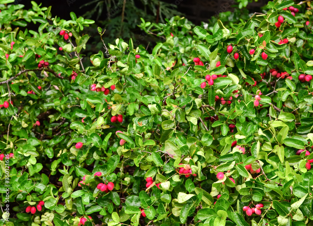 Carunda fruit herb in Thailand Carunda fruit herb in Thailand