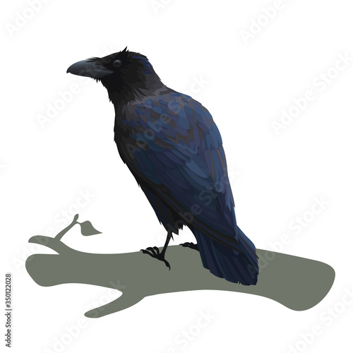 Realistic raven sitting on a branch. Colorful vector illustration of smart bird Corvus Corax in hand drawn realistic style isolated on white background. Element for your design, print, decoration.