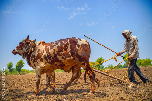 Indian farmer working with bull at his farm