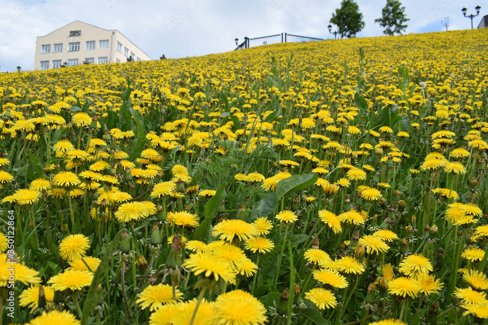 Fototapeta premium field of dandelions