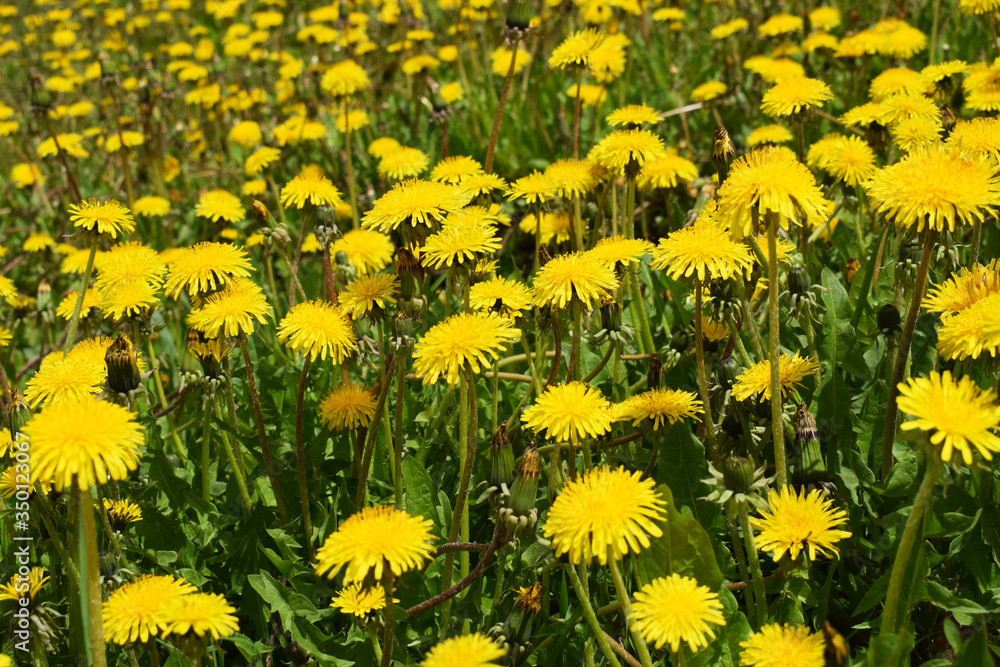 Fototapeta premium field of dandelions
