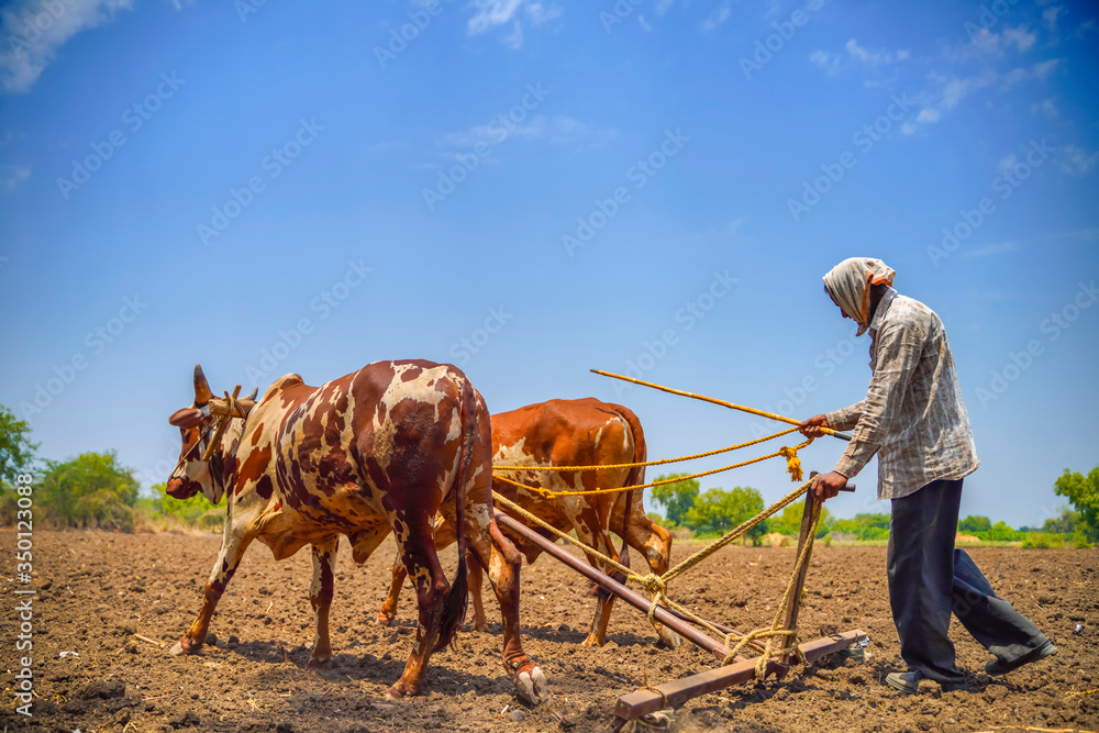Indian farmer working with bull at his farm Stock Photo | Adobe Stock