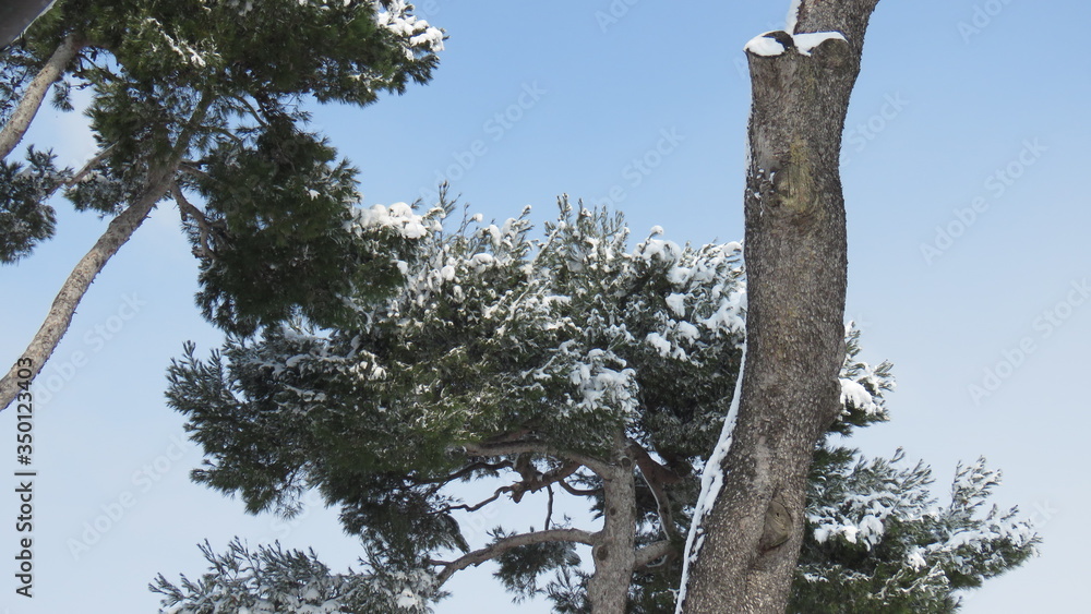 Fototapeta premium Nevicata 