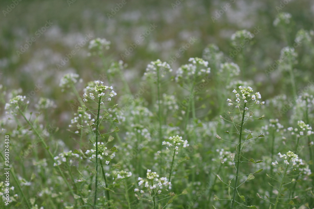 Medicinal plant shepherd's bag blossomed in the meadow
Medicinal plant shepherd's bag blossomed in the meadow