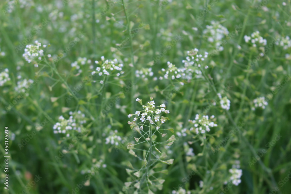 Medicinal plant shepherd's bag blossomed in the meadow
Medicinal plant shepherd's bag blossomed in the meadow