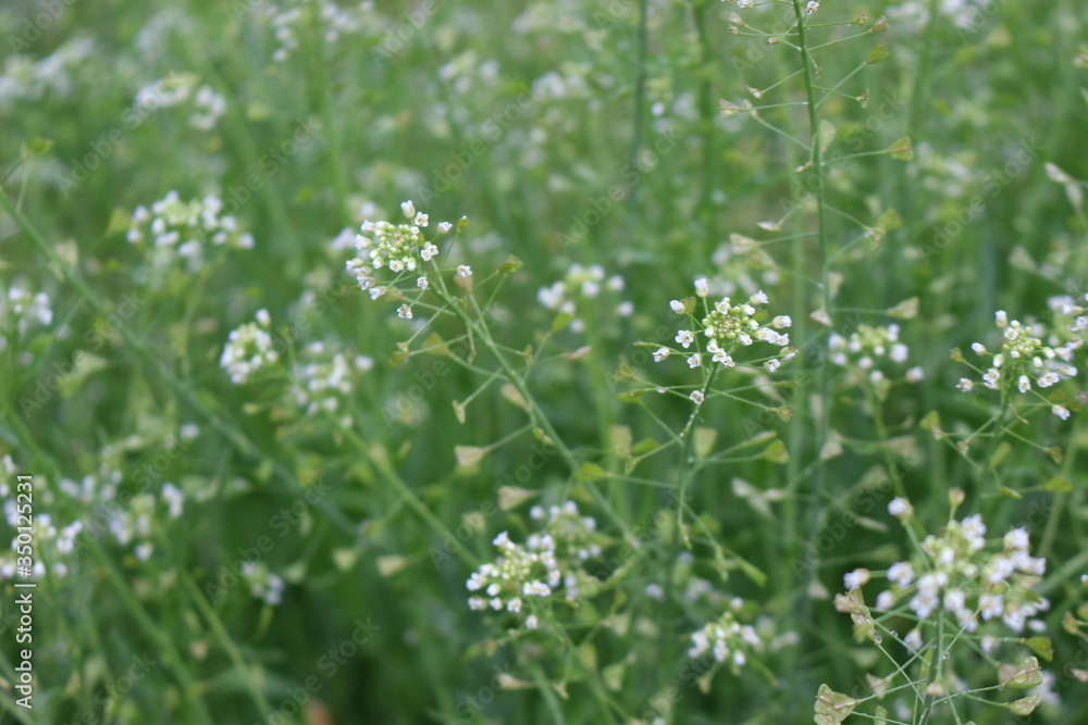Medicinal plant shepherd's bag blossomed in the meadow
Medicinal plant shepherd's bag blossomed in the meadow