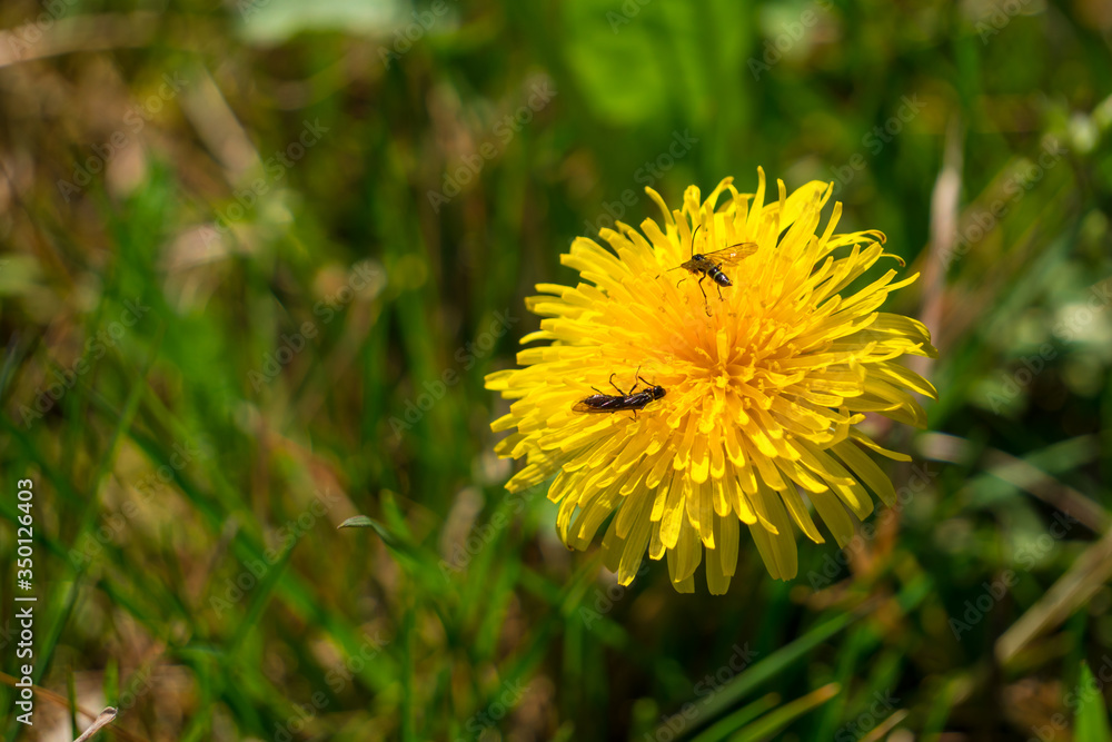 Single yellow dandelion with a bugs on the top. Blurred green grass in background. Single yellow dandelion with a bugs on the top. Blurred green grass in background.