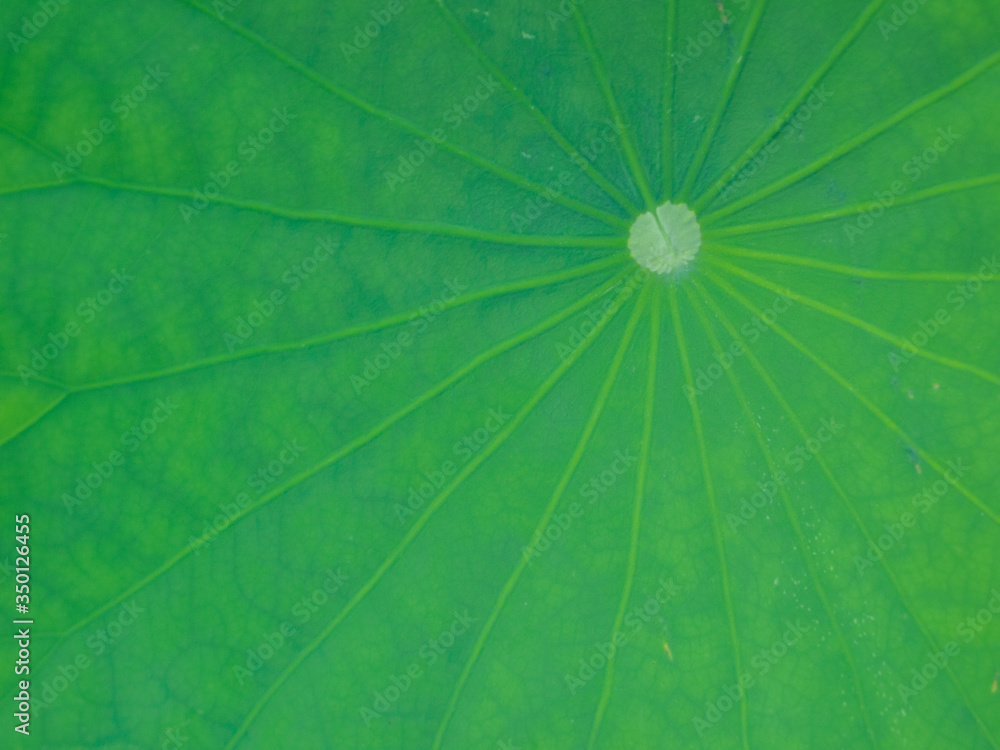 ハスの花 ハスの花
