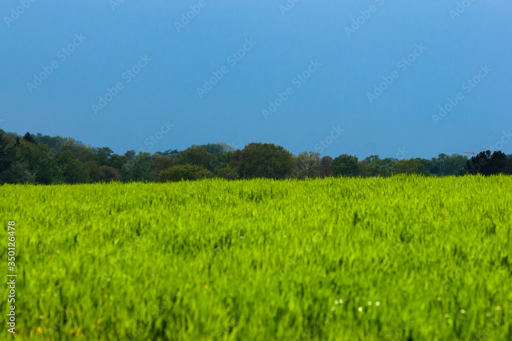Fototapeta premium Grünes Feld mit Bäumen und blauen Himmel