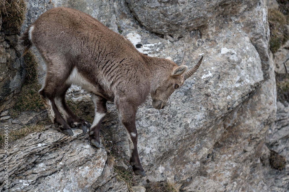 young ibex in steep rockface in the Bernese Alps young ibex in steep rockface in the Bernese Alps