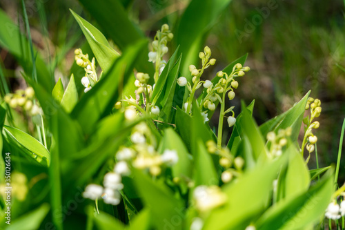 Spring and fresh green garden with blooming lily of the valley