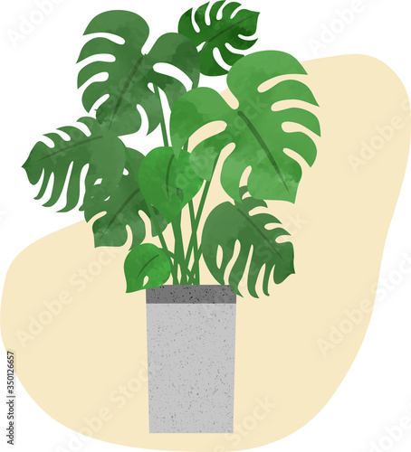 手描きの観葉植物（モンステラ）　アイコン（水彩風）