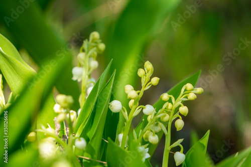 Spring and fresh green garden with blooming lily of the valley