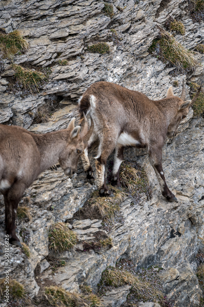 young ibex in steep rockface in the Bernese Alps young ibex in steep rockface in the Bernese Alps