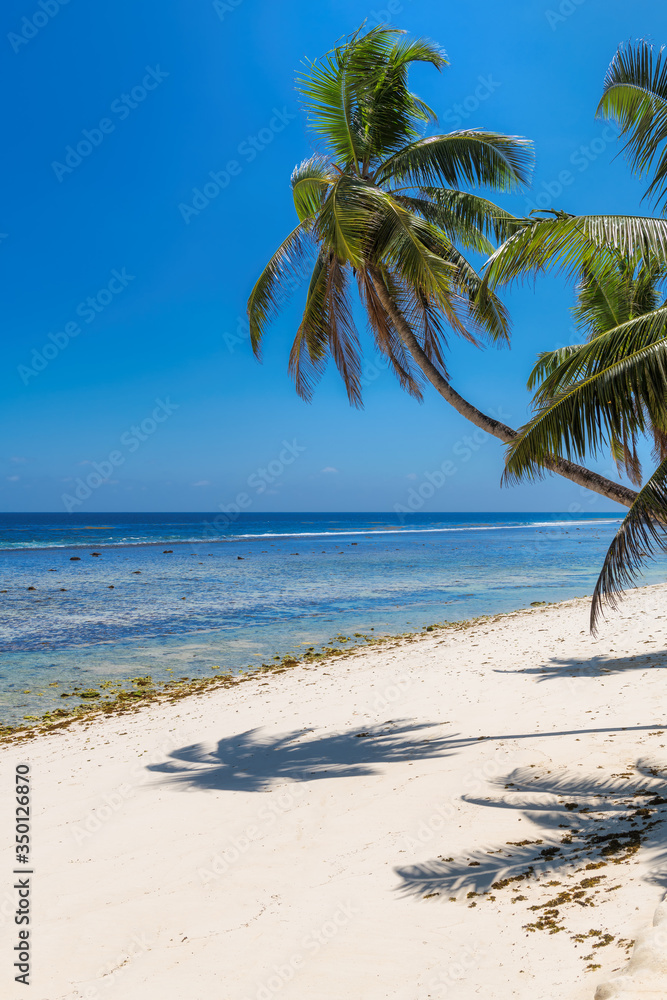 Sunny tropical beach with palm and turquoise sea. Summer vacation and tropical beach concept.