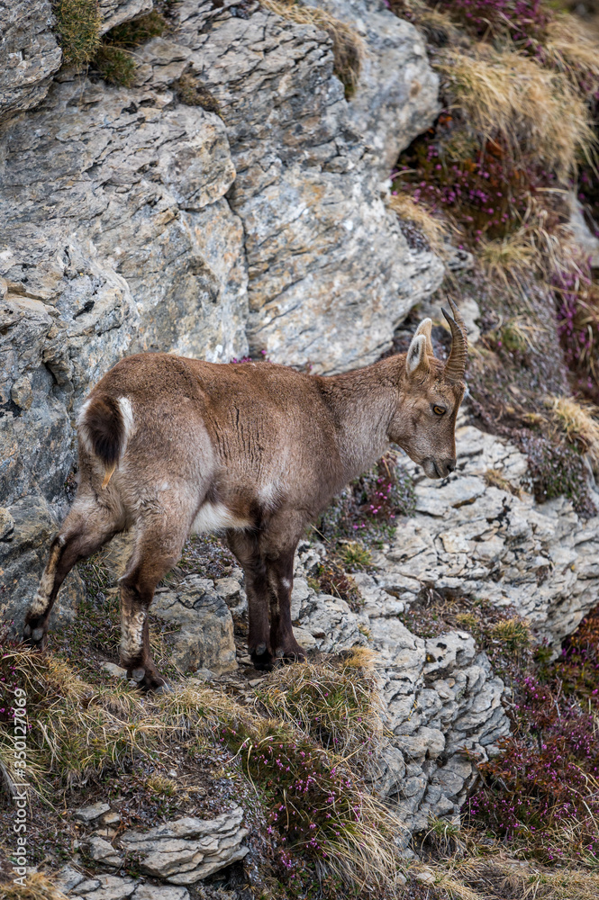 young ibex in steep rockface in the Bernese Alps young ibex in steep rockface in the Bernese Alps