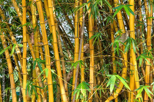 Bamboo forest at sunset  Natural background.