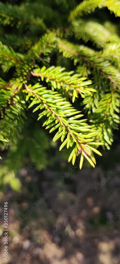 fern leaf in the forest fern leaf in the forest