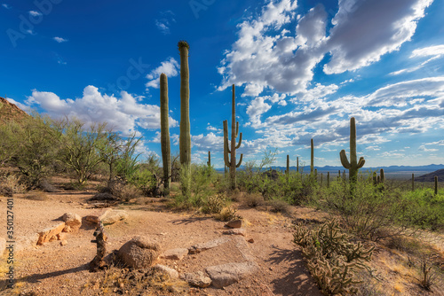 Sunset in the Sonoran Desert with Saguaro Cacti, Phoenix, Arizona photo