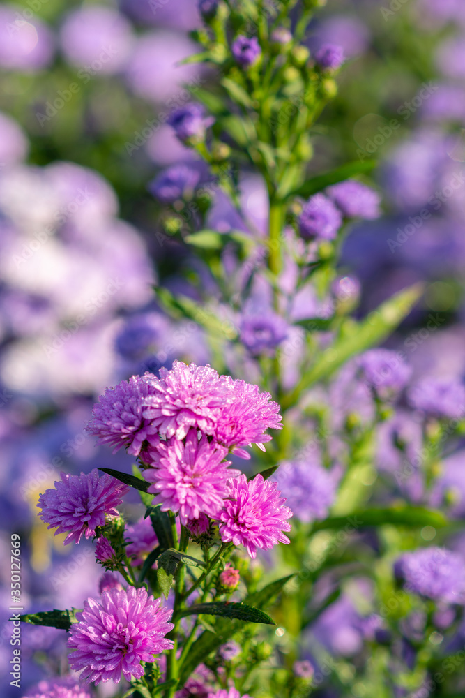 Beautiful and fresh margaret focus flowers Flower bouquet In the middle of the purple flower field, blured background beautiful, vertical image Beautiful and fresh margaret focus flowers Flower bouquet In the middle of the purple flower field, blured background beautiful, vertical image