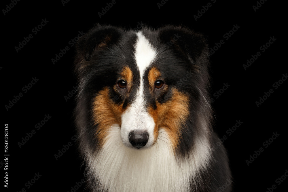 Portrait of Shetland Sheepdog Gazing on Isolated black background