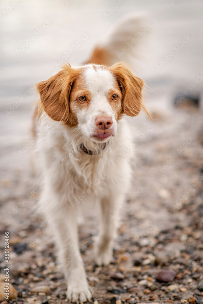Dog at the beach
