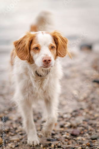 Fototapeta Naklejka Na Ścianę i Meble -  Dog at the beach
