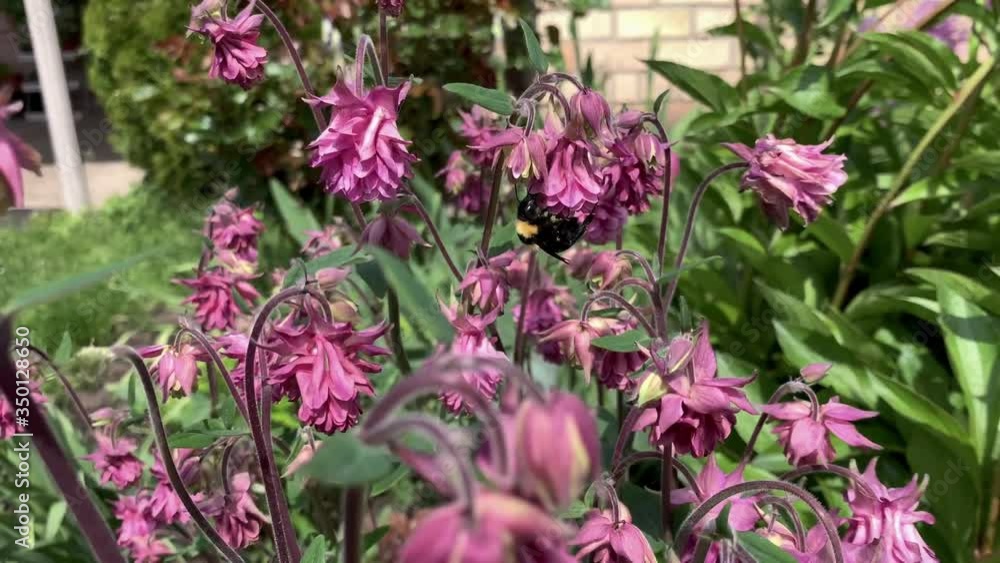 Beautiful closeup of bumblebee collects pollen pink on floral background. Spring background. Pollen allergy. Beautiful spring garden Beautiful closeup of bumblebee collects pollen pink on floral background. Spring background. Pollen allergy. Beautiful spring garden