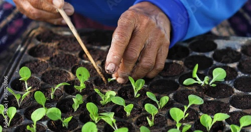 Farmer or agriculturist put the young of tobacco tree in black plastic seedling tray