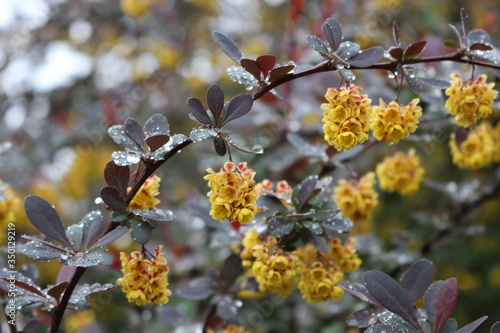 Drops of rain remained on the flowers and leaves of a barberry bush