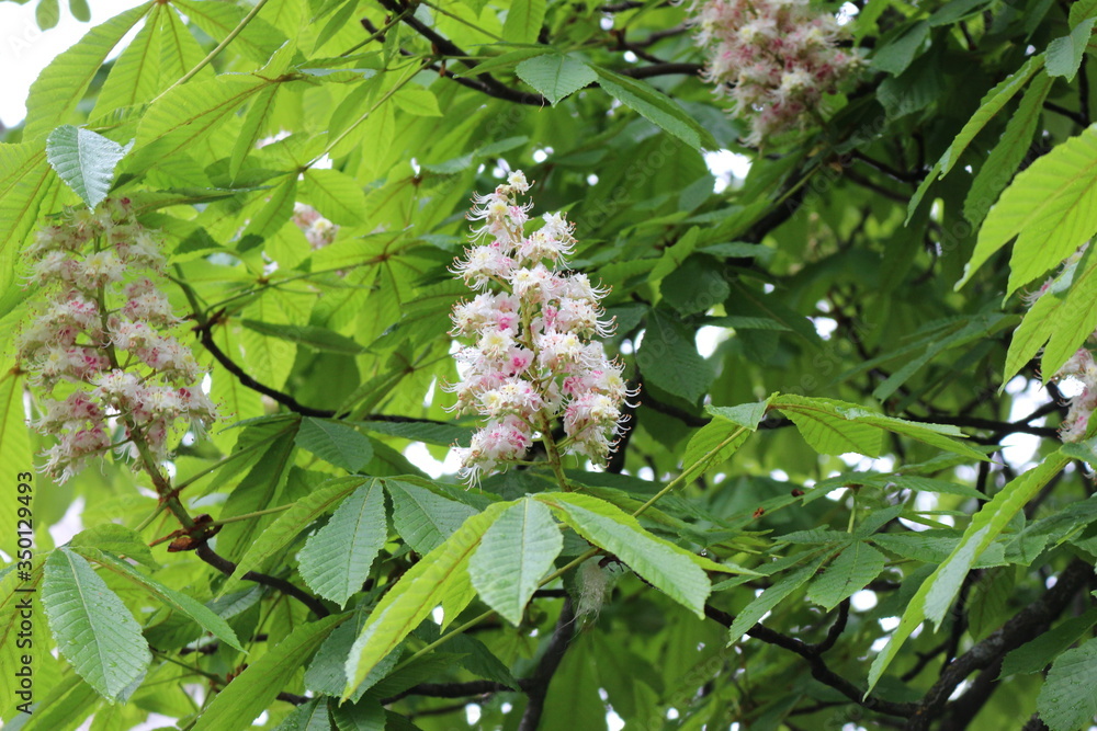 Candle flowers blooming on chestnuts in spring
Candle flowers blooming on chestnuts in spring