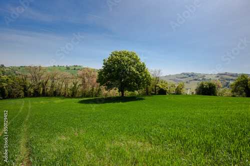 albero con folta chioma