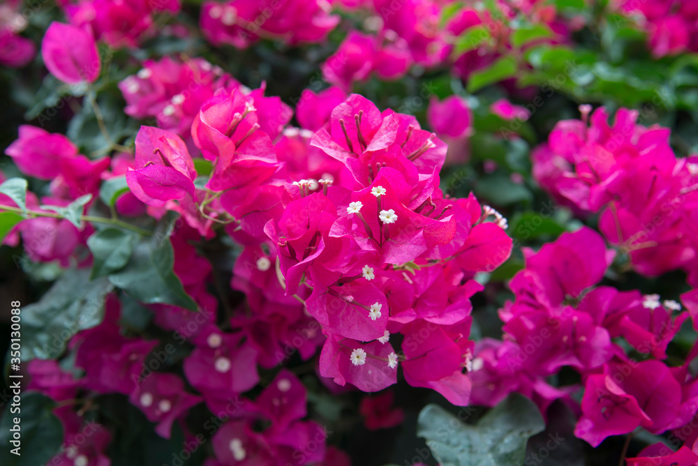 Bougainvillea flowers blossoms