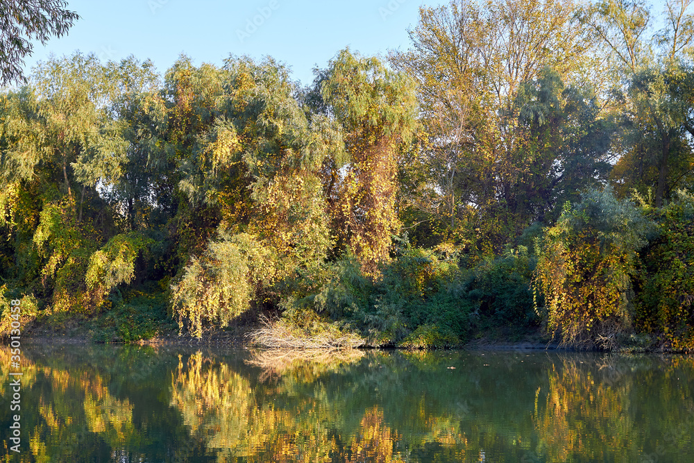 Obraz premium Autumn green-yellow willow tree on the shore of Danube river in the early autumn. Reflection trees on green water at sunset