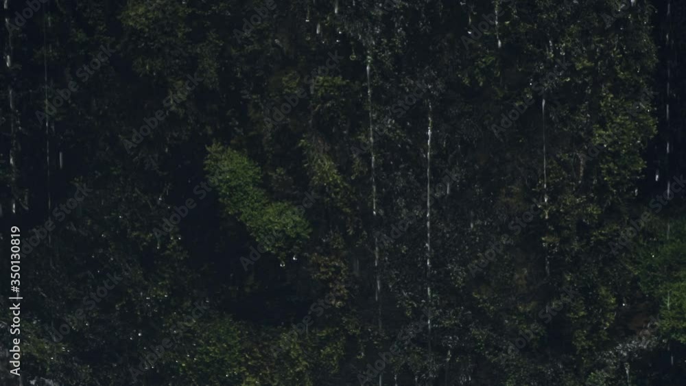 The dripping of a waterfall flowing down a virgin forest The dripping of a waterfall flowing down a virgin forest