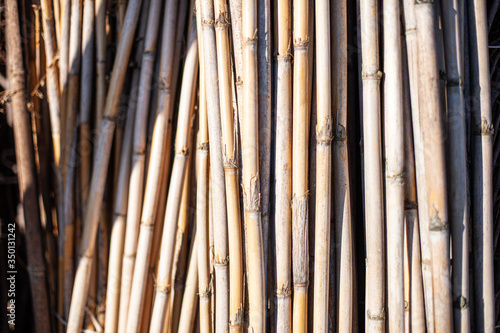 canne di bambu