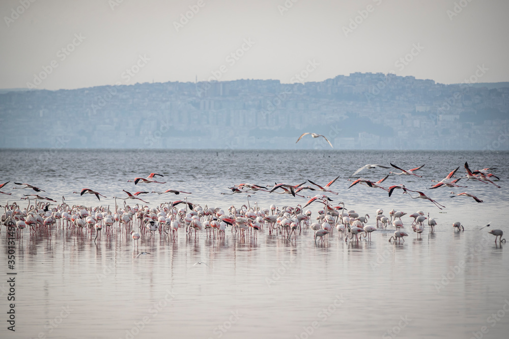 Fototapeta premium Pink big birds Greater Flamingos, Phoenicopterus ruber, in the water, izmir, Turkey. Flamingos cleaning feathers. Wildlife animal scene from nature.