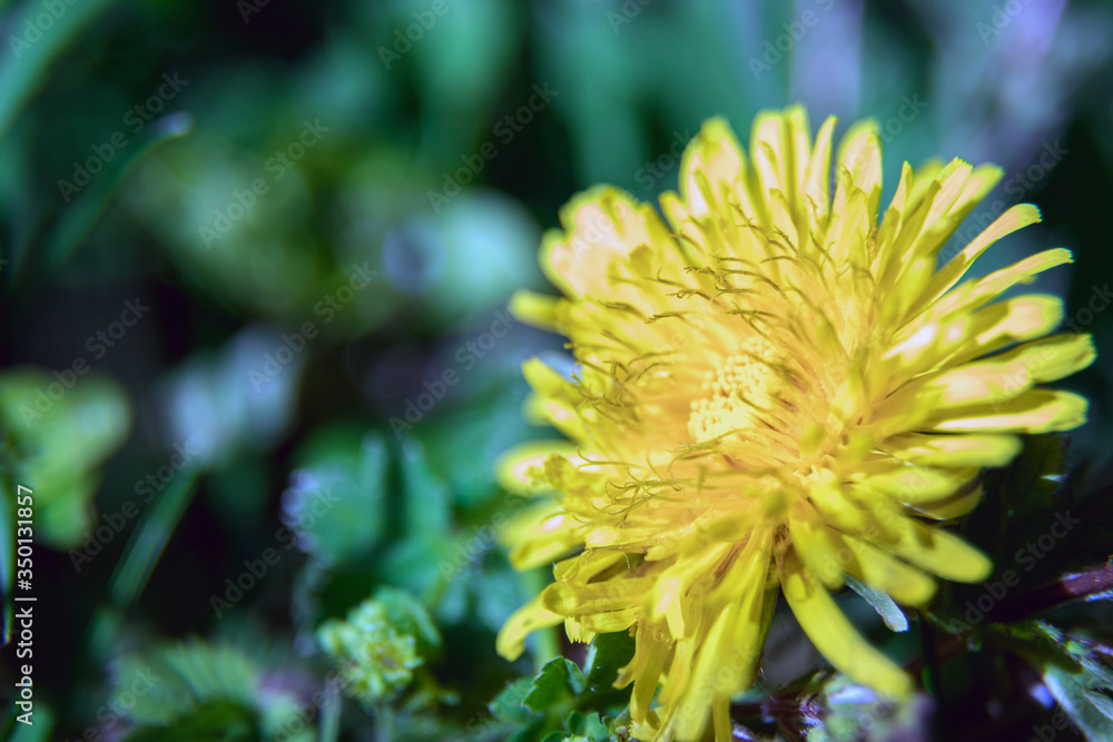 Yellow dandelion close-up. Macro photography of flora. Beautiful artistic blur. Side. Natural background. Yellow dandelion close-up. Macro photography of flora. Beautiful artistic blur. Side. Natural background.