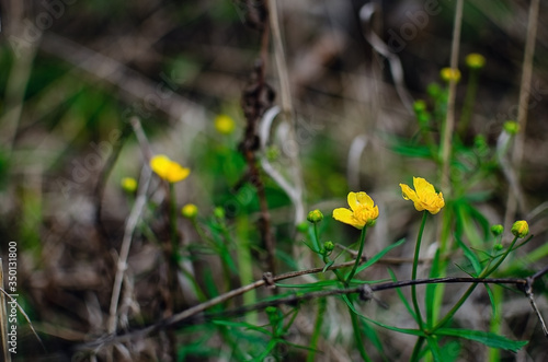 yellow flowers in dry grass