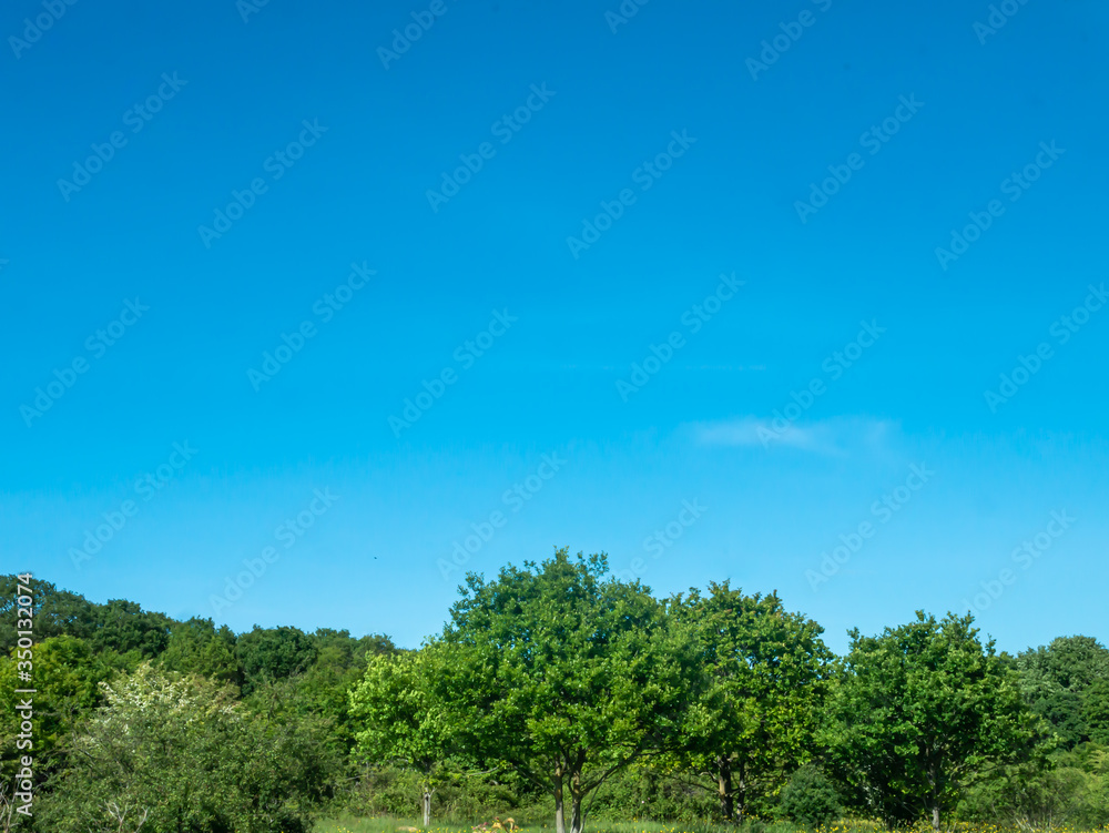 Clear blue sky above the trees