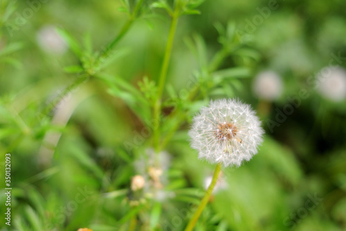 Reifer L  wenzahn Pusteblume