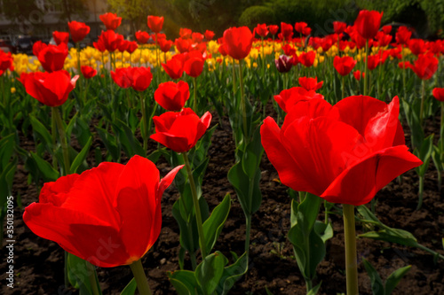 Yellow and red tulips growing on the field on a sunny day. Spring background with beautiful yellow and red tulips. Yellow and red tulips flowers bloom in tulips garden. Nature. Close up