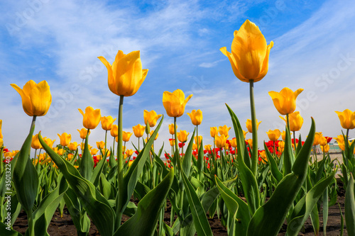 Yellow tulips growing on a field against blue sky. Yellow tulip field. Spring background with beautiful yellow tulips. Bottom view of yellow tulip rows in summer time. low angle.