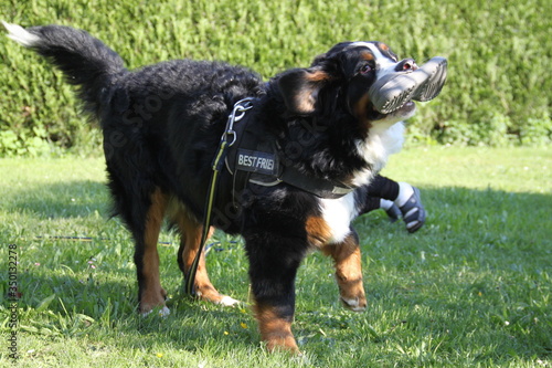 Male bernese mountain dog playing in the grass