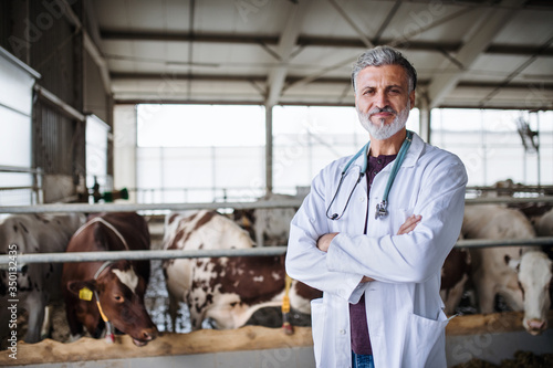 Mature man veterinary doctor on diary farm, agriculture industry. photo