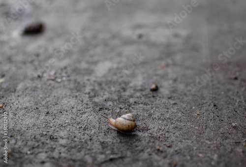 snail on the ground after the rain