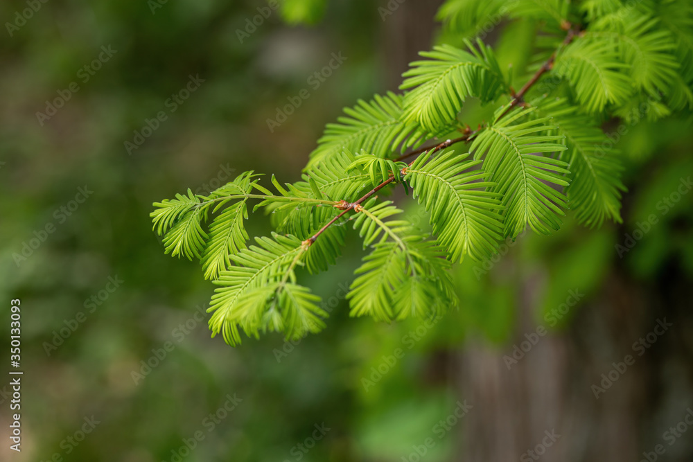 Branch of the Metasequoia glyptostroboides, also known as dawn redwood Branch of the Metasequoia glyptostroboides, also known as dawn redwood