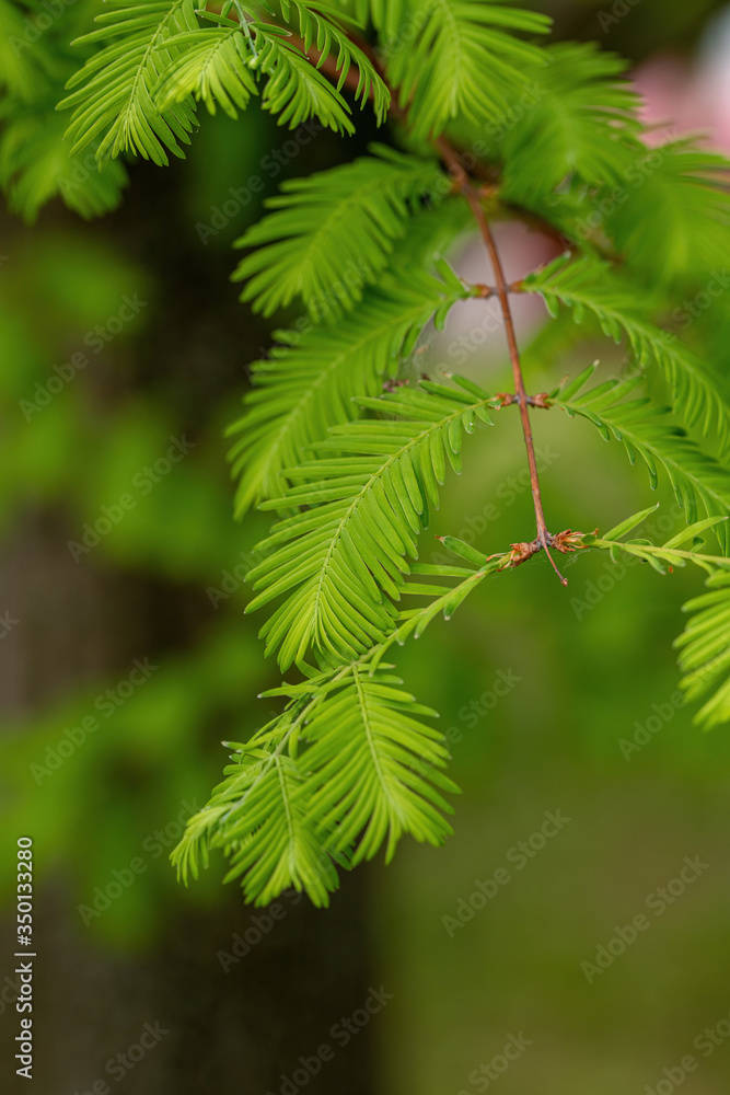 Branch of the Metasequoia glyptostroboides, also known as dawn redwood Branch of the Metasequoia glyptostroboides, also known as dawn redwood